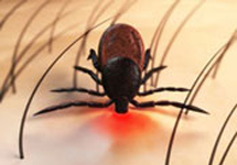 View details: Evaluating responses to Lyme disease in Massachusetts View details: Evaluating responses to Lyme disease in Massachusetts